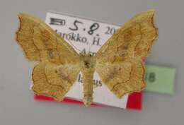 Image of <i>Idaea omari</i>