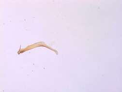 Image of <i>Crocallis helenaria</i>