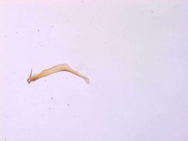 Image of <i>Crocallis helenaria</i>