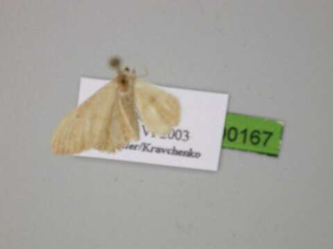 صورة Idaea palaestinensis Sterneck 1933