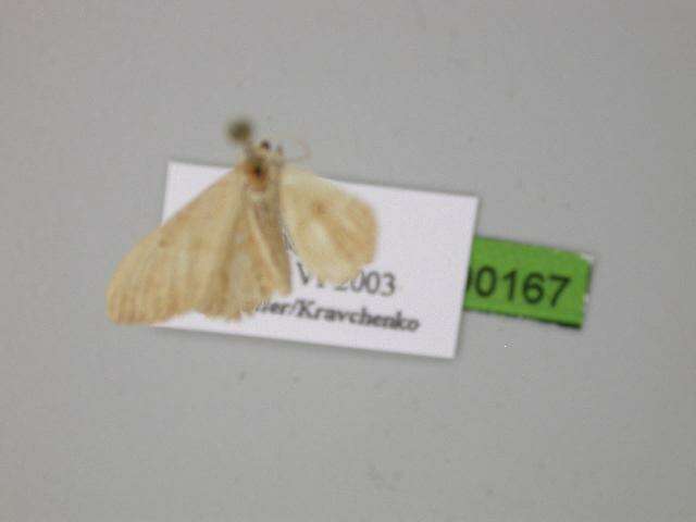 صورة Idaea palaestinensis Sterneck 1933