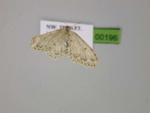 Idaea camparia Herrich-Schäffer 1851 resmi