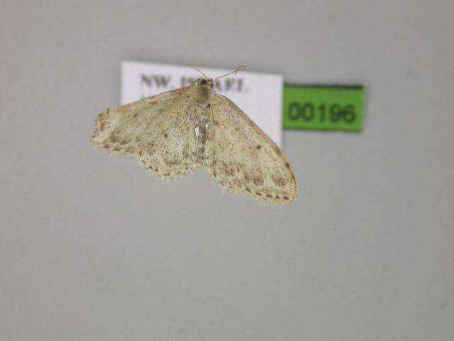 Image of Idaea camparia Herrich-Schäffer 1851