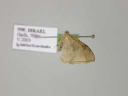 Image of Idaea degeneraria Hübner 1798