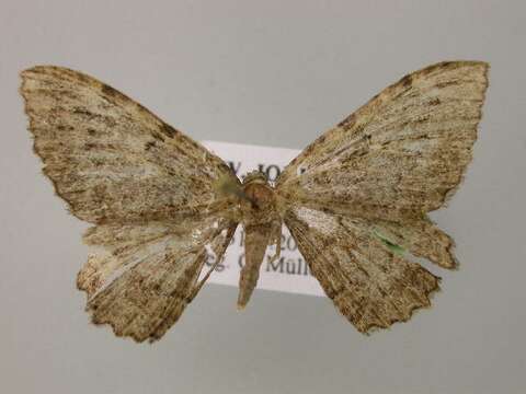Image of Philereme