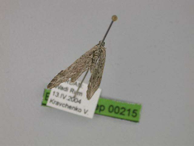 Image of Eupithecia unedonata Mabille 1867