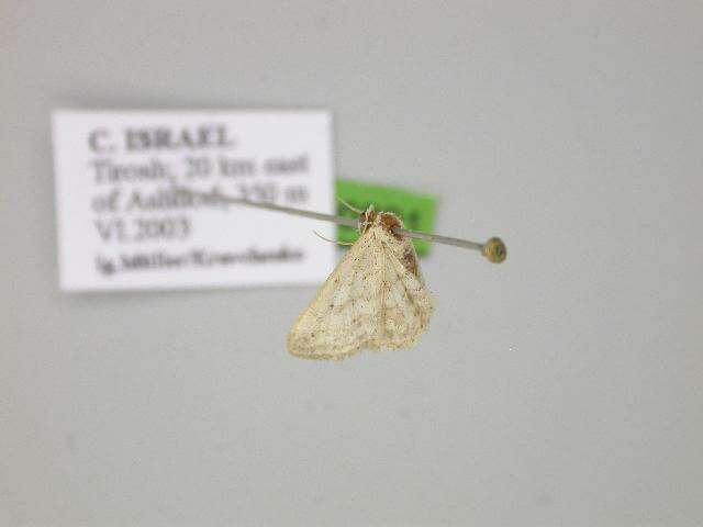 Image de Idaea elongaria Rambur 1833