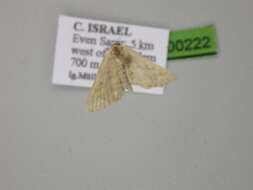 Image de Idaea elongaria Rambur 1833