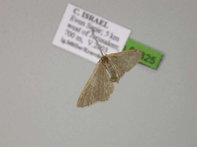 Image of <i>Idaea distinctaria</i>