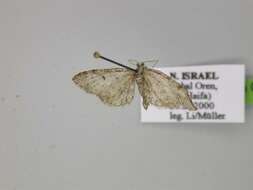Image of Eupithecia quercetica Prout 1938