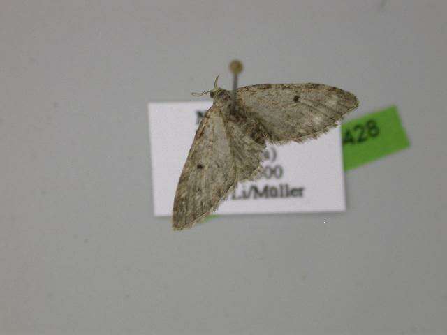 Image of Eupithecia quercetica Prout 1938