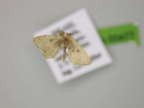 Image of Idaea affinitata Bang-Haas 1907