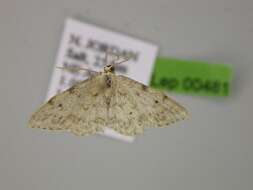 Image of Idaea camparia Herrich-Schäffer 1851