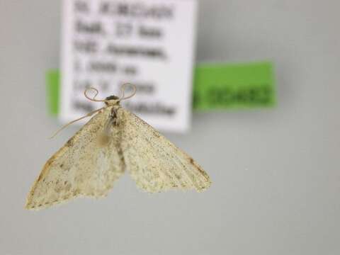 Image of Idaea camparia Herrich-Schäffer 1851