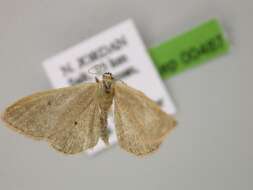 Image of <i>Idaea distinctaria</i>