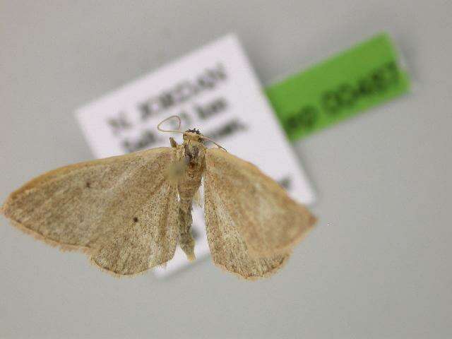 Image of <i>Idaea distinctaria</i>