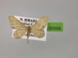 Image of <i>Brachyglossina brevitarsata</i>
