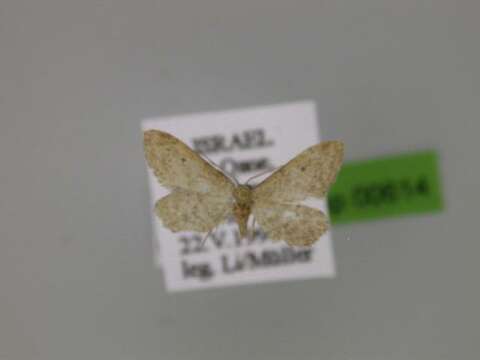 Image of <i>Idaea ortali</i>