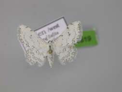 Image of Idaea textaria Lederer 1861