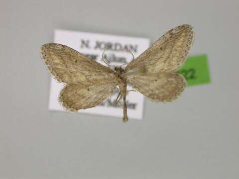 Image de Idaea allongata Staudinger 1898