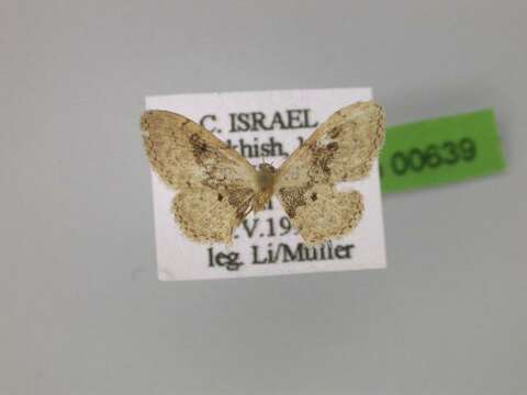 Image of Idaea affinitata Bang-Haas 1907