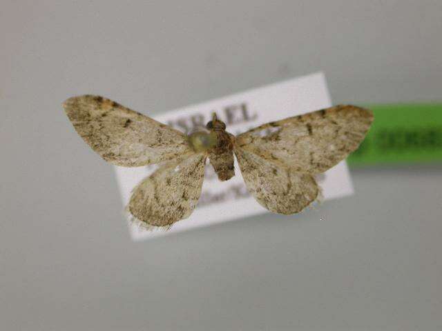 Image of Eupithecia achyrdaghica Wehrli 1929