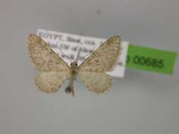 Image of Eupithecia maerkerata Schütze 1961