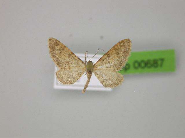 Image of Eupithecia maerkerata Schütze 1961