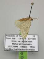 Image of Neromia pulvereisparsa Hampson 1896