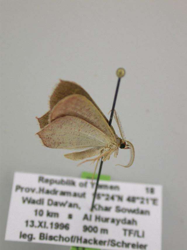 Image of Traminda vividaria Walker 1861