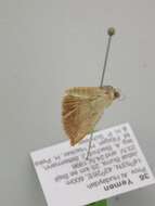 Image of Scopula caesaria walkeros Wiltshire 1980