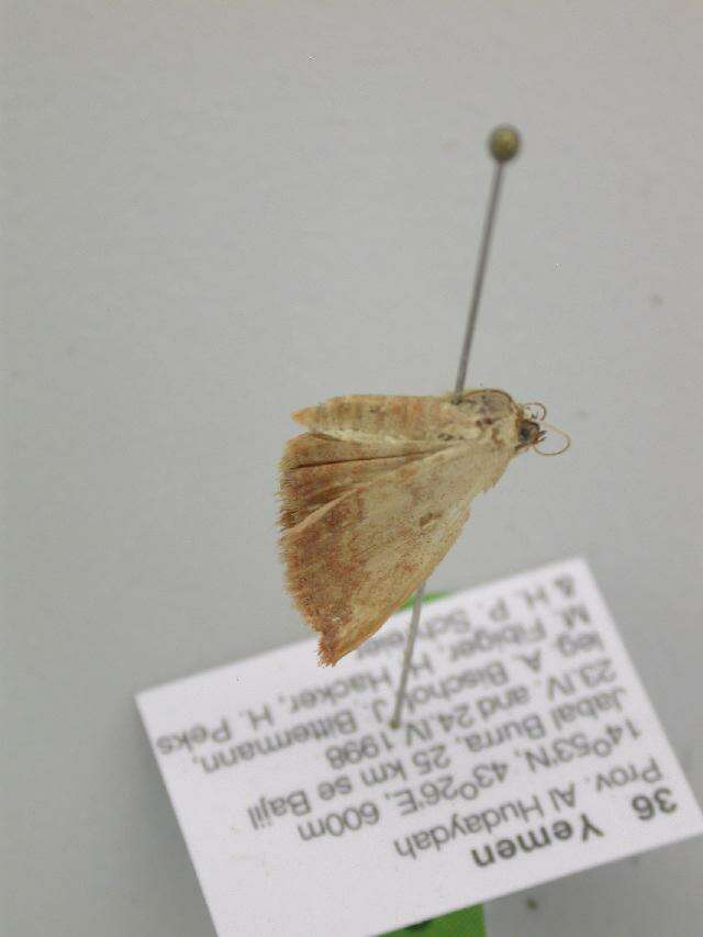 Image of Scopula caesaria walkeros Wiltshire 1980