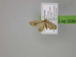 Image of Idaea tineigidiata