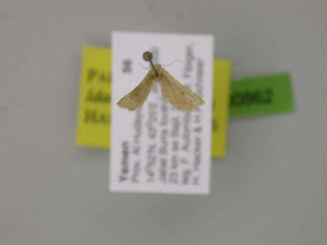 Image of Idaea tineigidiata