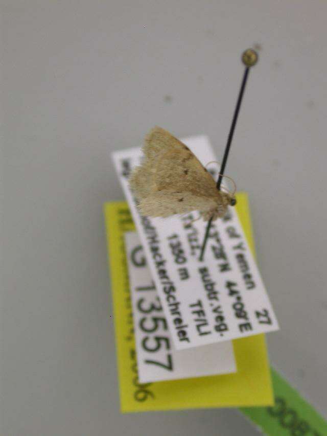 صورة Idaea macrospinata