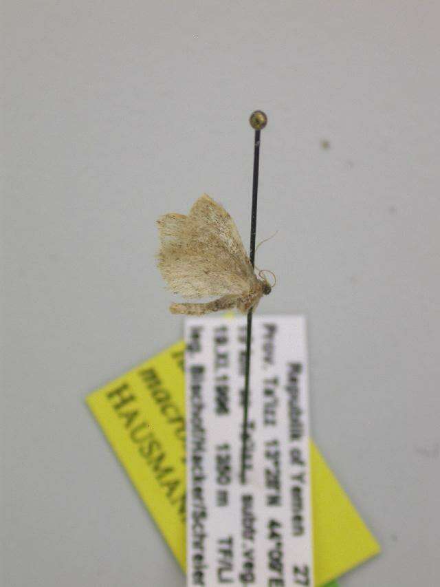 صورة Idaea macrospinata