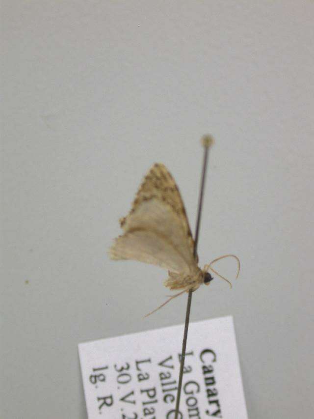 Image of Scopula asellaria gerstbergeri