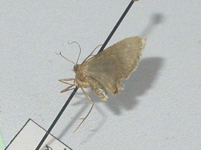 Image of Idaea