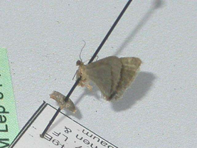 Image of Idaea