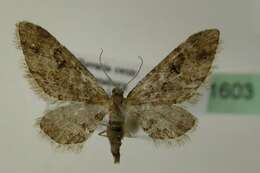 Image of lanceolate-winged pug