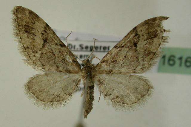 Image of lanceolate-winged pug