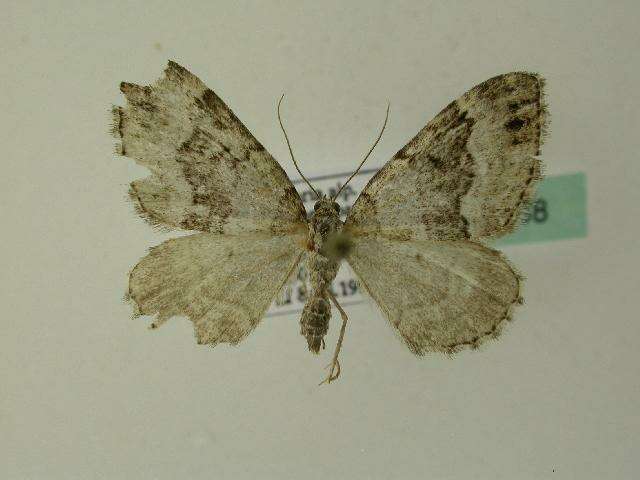 Image of Colostygia aptata Hübner 1808