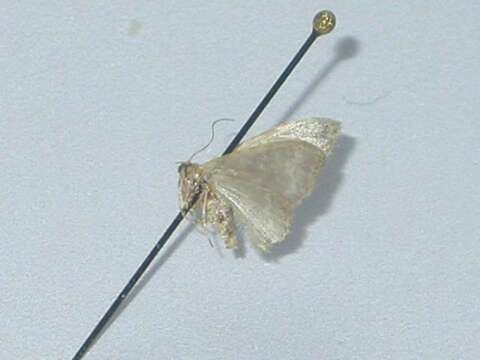 Image of Idaea