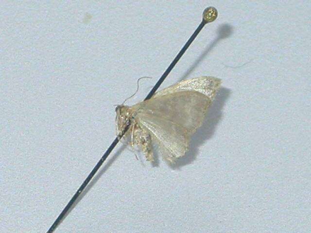 Image of Idaea