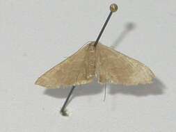 Image of Idaea coercita Lucas 1900