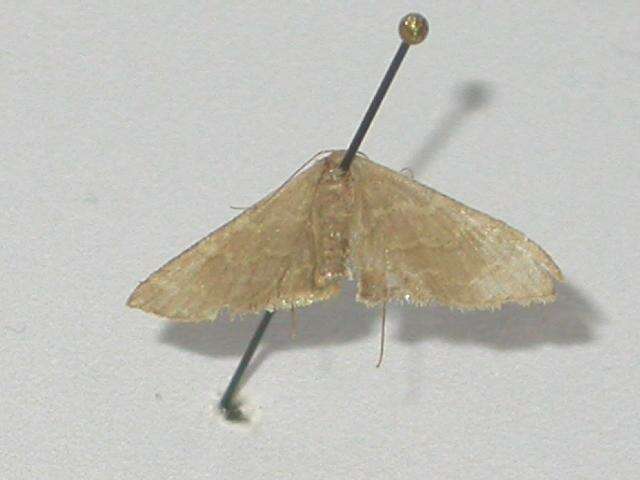 Image of Idaea coercita Lucas 1900