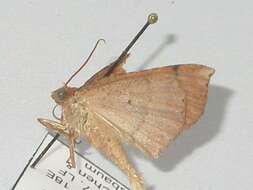 Image of <i>Idiodes pellophanes</i>