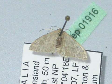 Image of Idaea