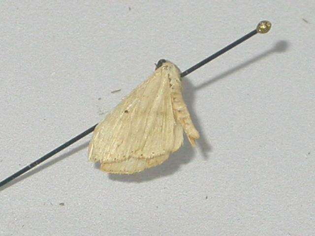 Image of Scopula amala Meyrick 1886