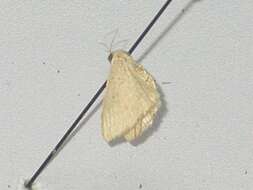 Image of Idaea